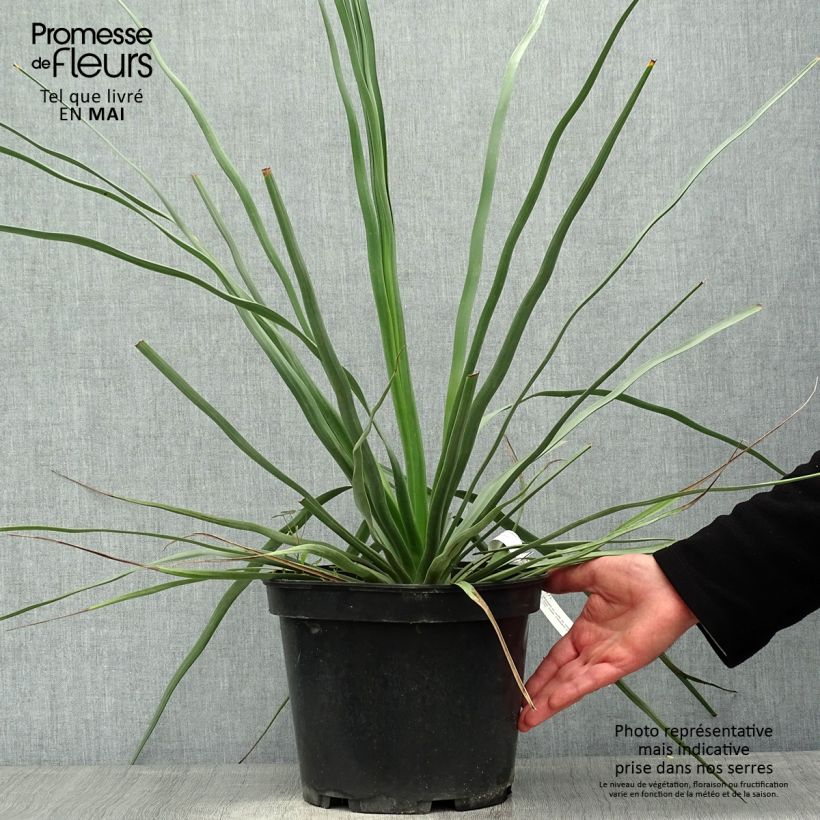 Nolina hibernica La Siberica 6L/7L pot sample as delivered in spring