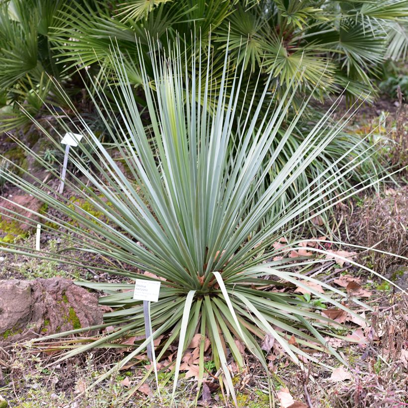 Nolina nelsonii (Plant habit)
