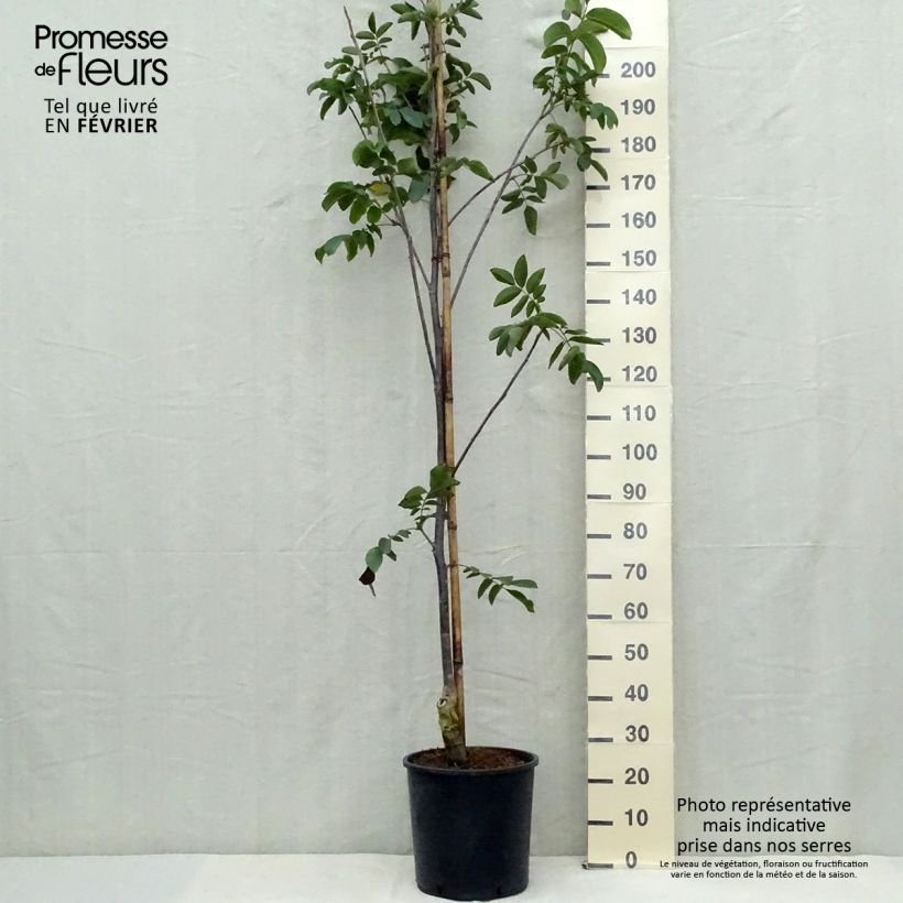 Common Walnut Franquette - Juglans regia 7.5L/10L pot, Sapling sample as delivered in autumn