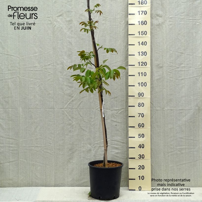 Common Walnut Parisienne - Juglans regia 18L/20L pot, Sapling sample as delivered in spring
