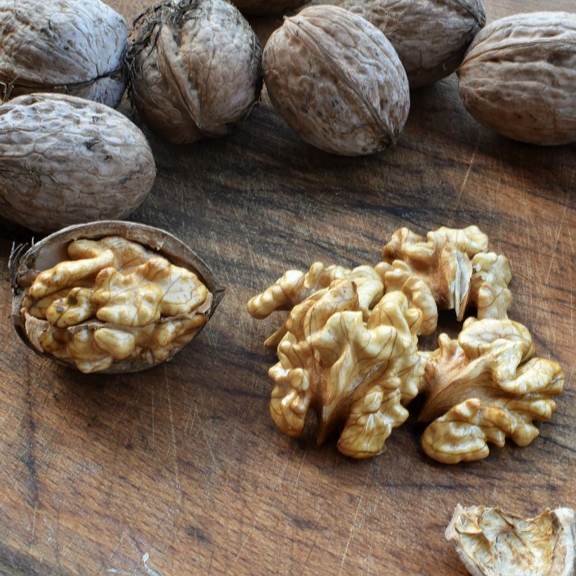 Common Walnut Corne - Juglans regia (Harvest)