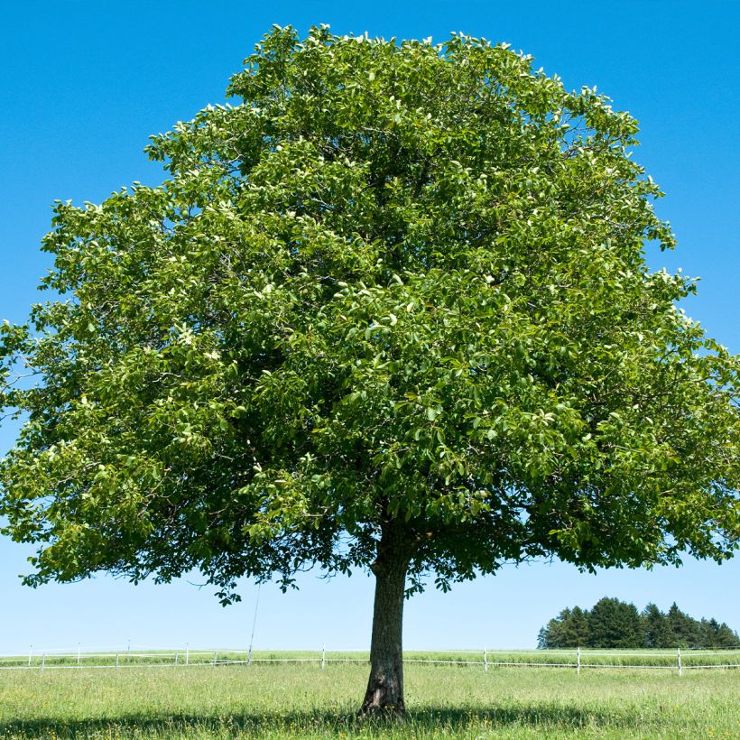 Common Walnut Corne - Juglans regia (Plant habit)