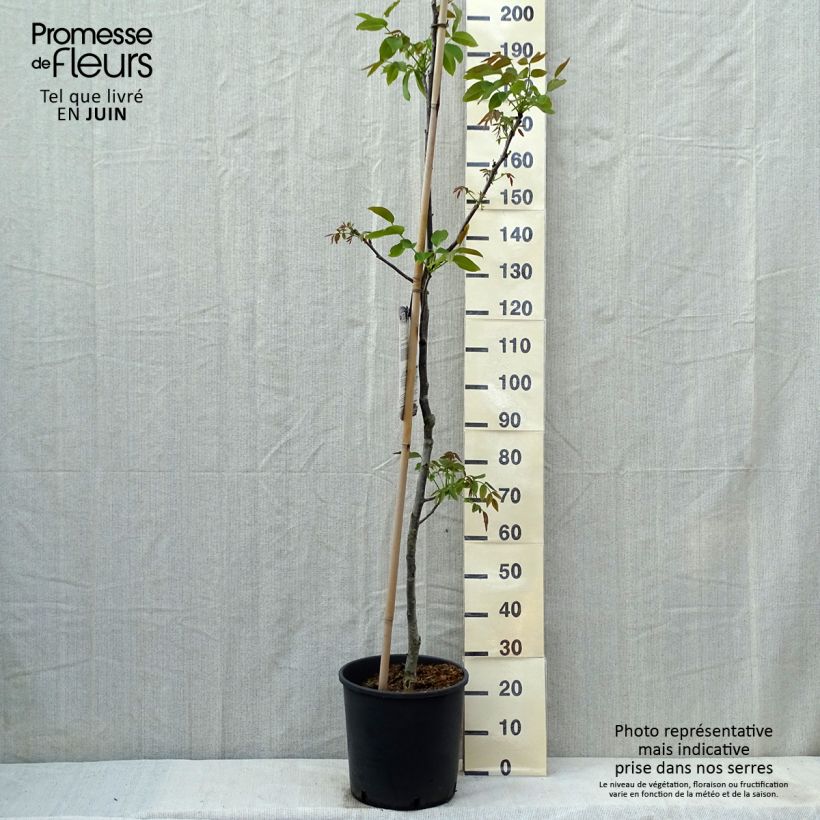 Common Walnut Corne - Juglans regia 18L/20L pot, Sapling sample as delivered in spring
