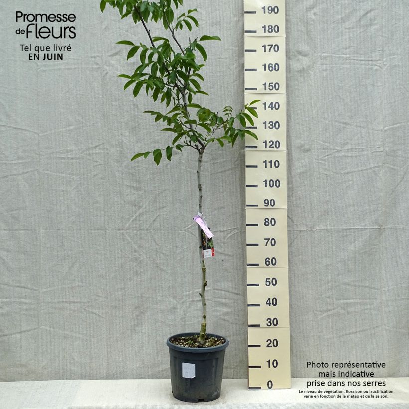 Juglans regia Chandler - Juglans regia 7.5L/10L pot, Half standard sample as delivered in spring