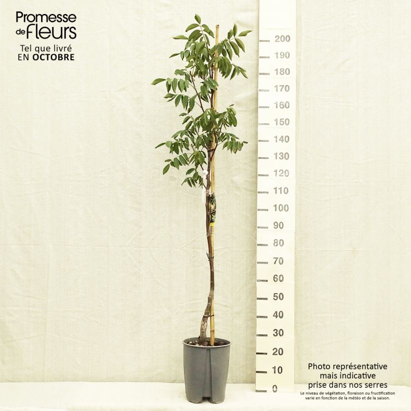 Common Walnut Fernor - Juglans regia 7.5L/10L pot, Half standard sample as delivered in autumn