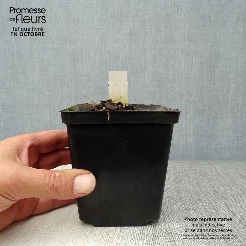 Nuphar lutea  - Yellow Water Lily 8/9 cm pot sample as delivered in autumn