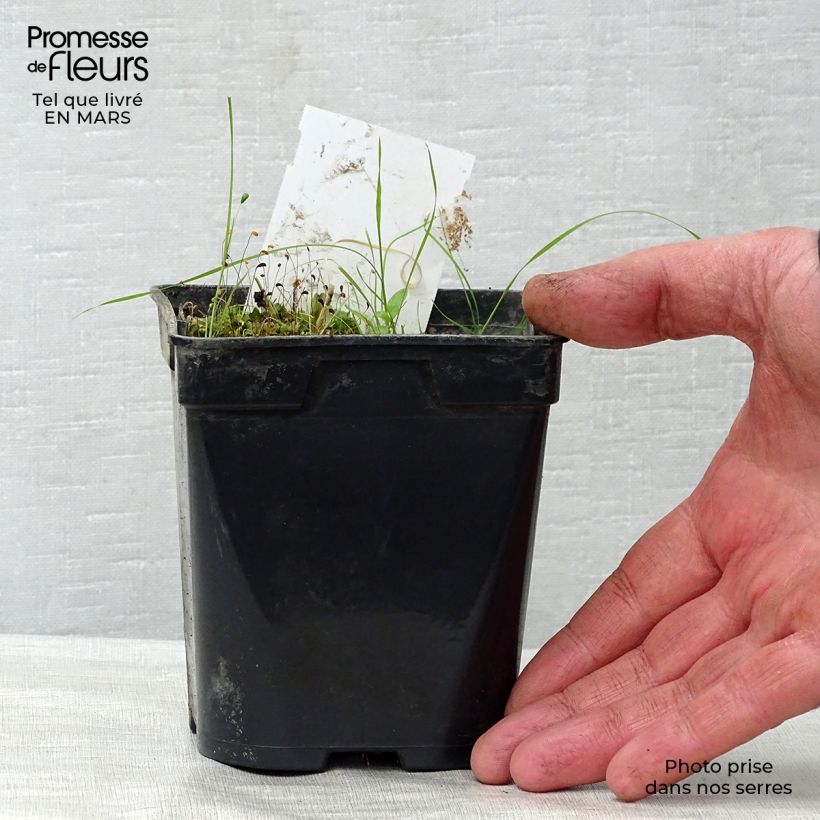 Nymphaea Aurora - Water Lily 8/9 cm pot sample as delivered in spring