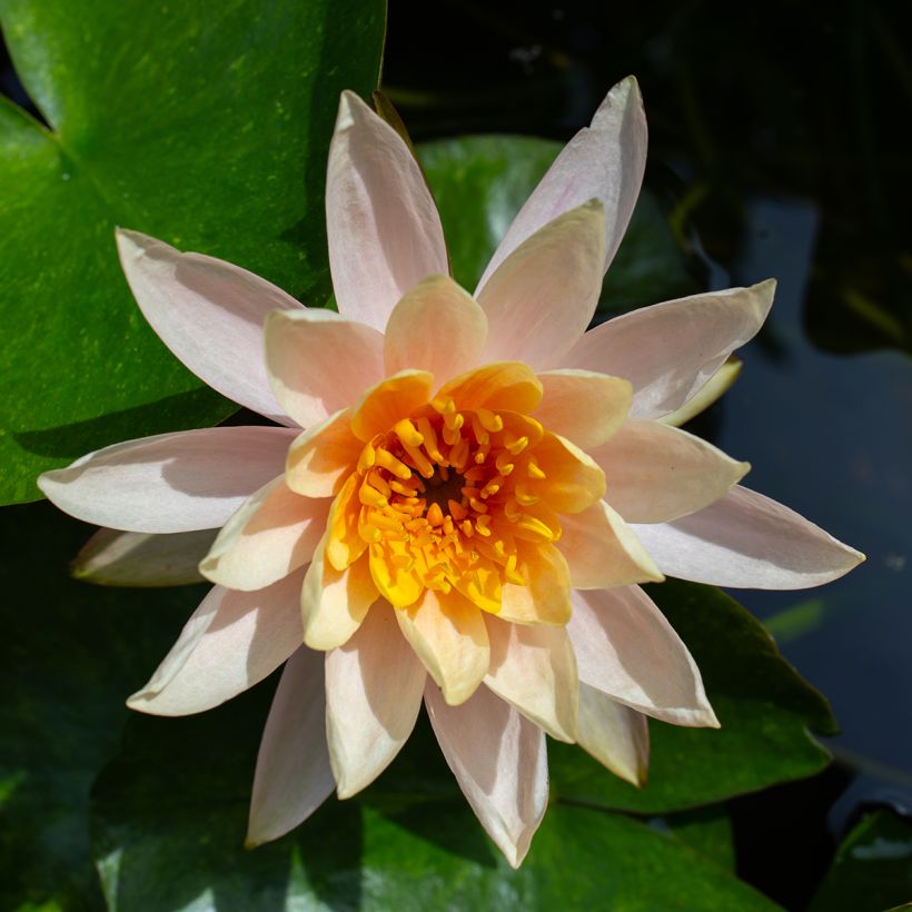 Nymphaea Aurora - Water Lily (Flowering)