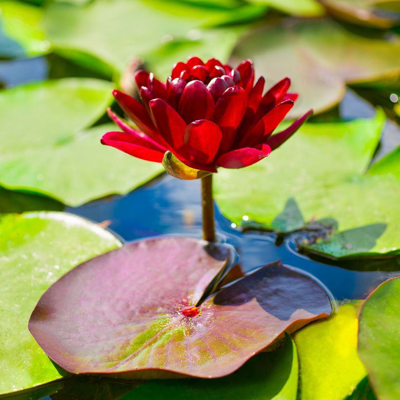 Nymphaea Black Princess - Water Lily (Flowering)