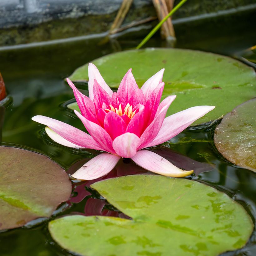 Nymphaea Charles de Meurville - Water Lily (Flowering)