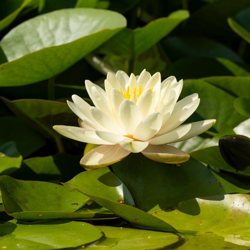 Nymphaea  Denver (Flowering)