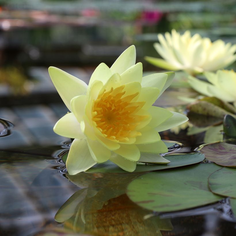 Nymphaea Double Yellow (Flowering)