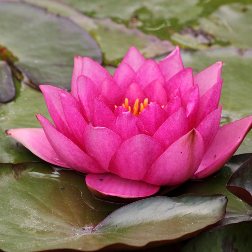 Nymphaea Eros (Flowering)