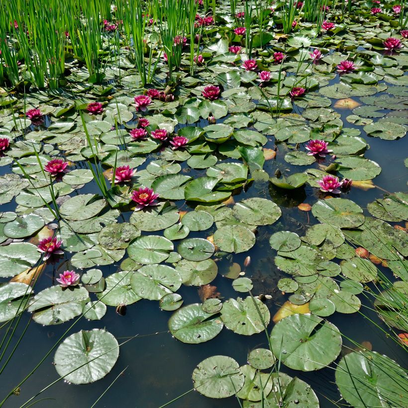 Nymphaea Eros (Plant habit)
