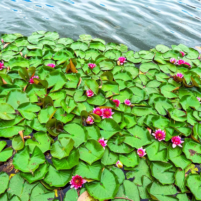 Nymphaea Escarboucle - Waterlily (Plant habit)