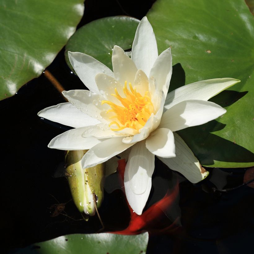 Nymphaea Evelyn Stetson (Flowering)