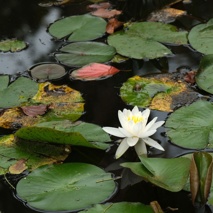 Nymphaea Evelyn Stetson (Plant habit)