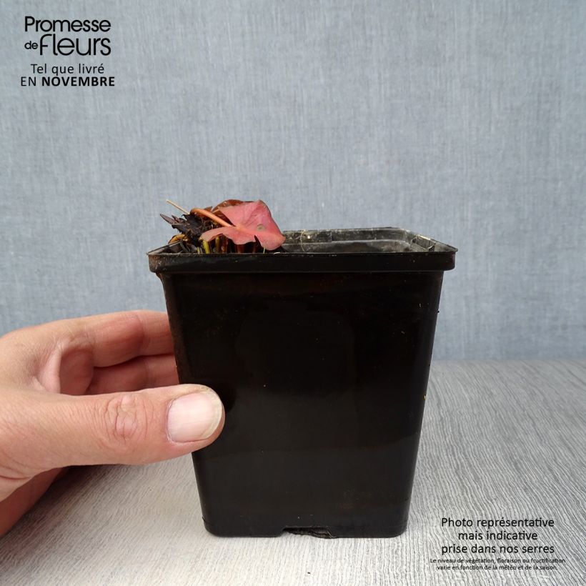 Nymphaea Fabiola - Water Lily 8/9 cm pot sample as delivered in autumn