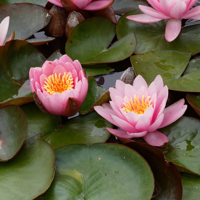 Nymphaea Fabiola - Water Lily (Flowering)