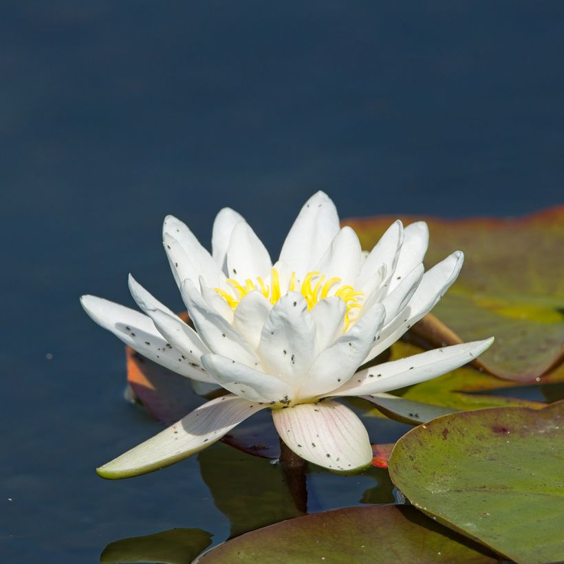Nymphaea Gladstoniana - hardy nymphaea (Flowering)