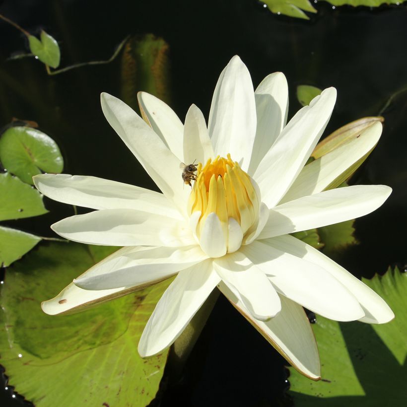 Nymphaea Hal Miller (Flowering)
