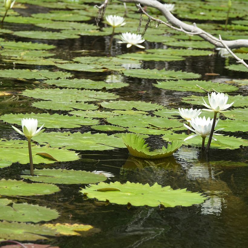 Nymphaea Hal Miller (Plant habit)