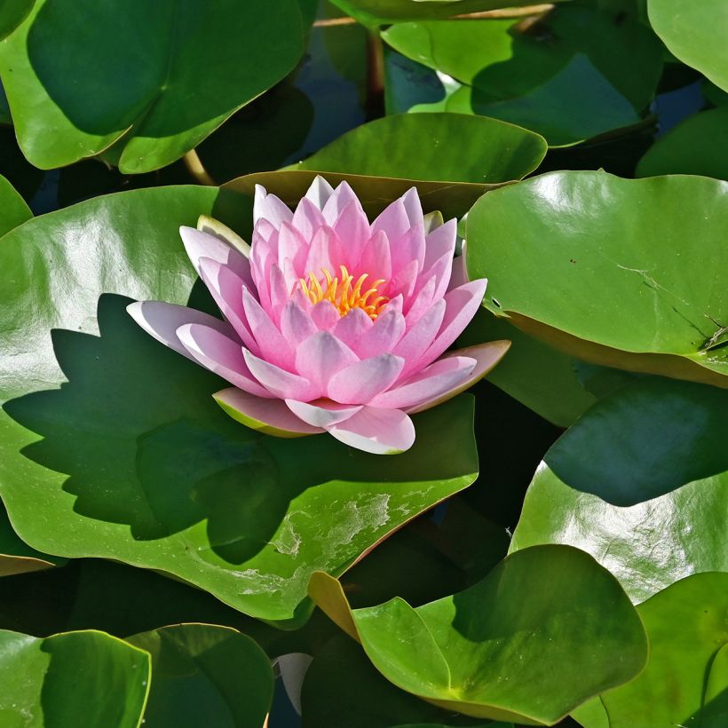 Nymphaea Hollandia - Water Lily (Flowering)
