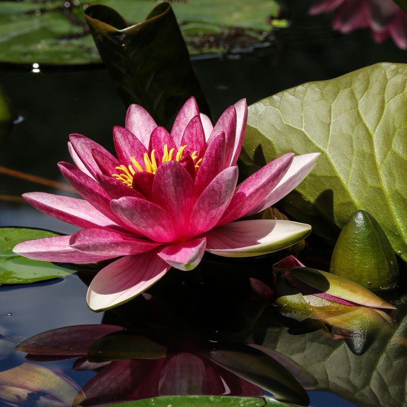 Nymphaea James Brydon - Water Lily (Flowering)