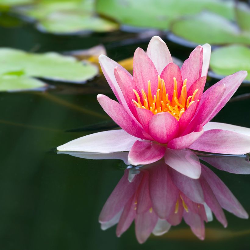 Nymphaea Jean de la Marsalle (Flowering)