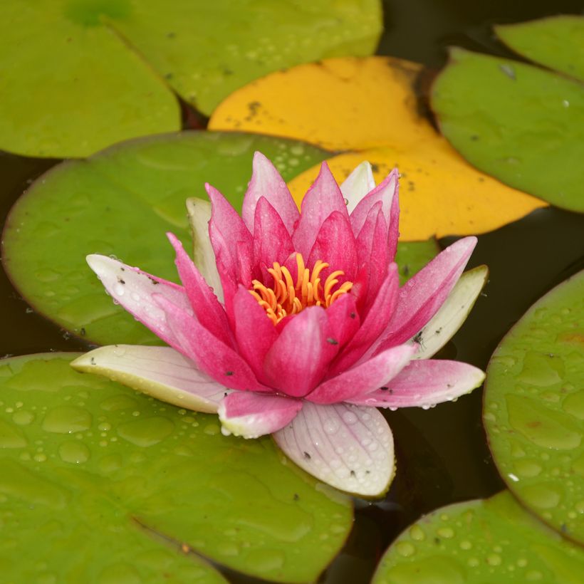 Nymphaea Jean de la Marsalle (Plant habit)