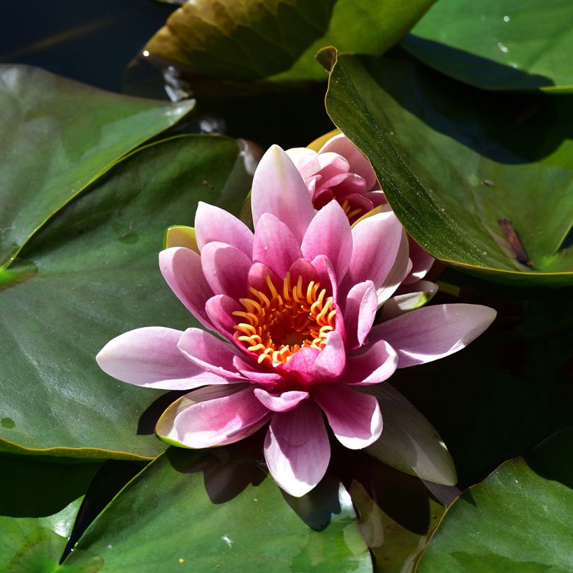 Nymphaea Madame Wilfron - Water Lily (Flowering)
