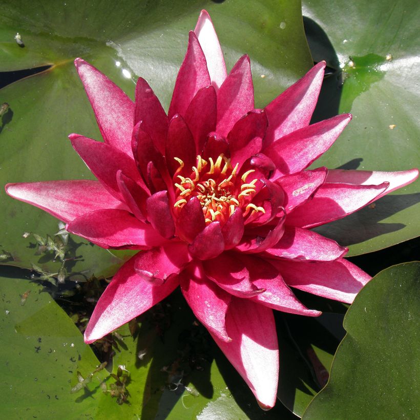 Nymphaea Perry's Red Glow - Water lily (Foliage)