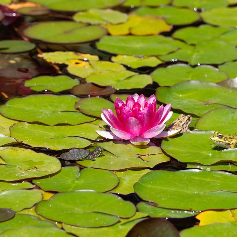 Nymphaea Pygmaea Rubra - Water Lily (Flowering)