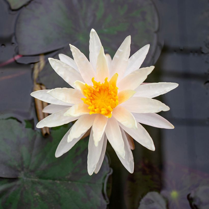 Nymphaea Starbright - Waterlily (Flowering)