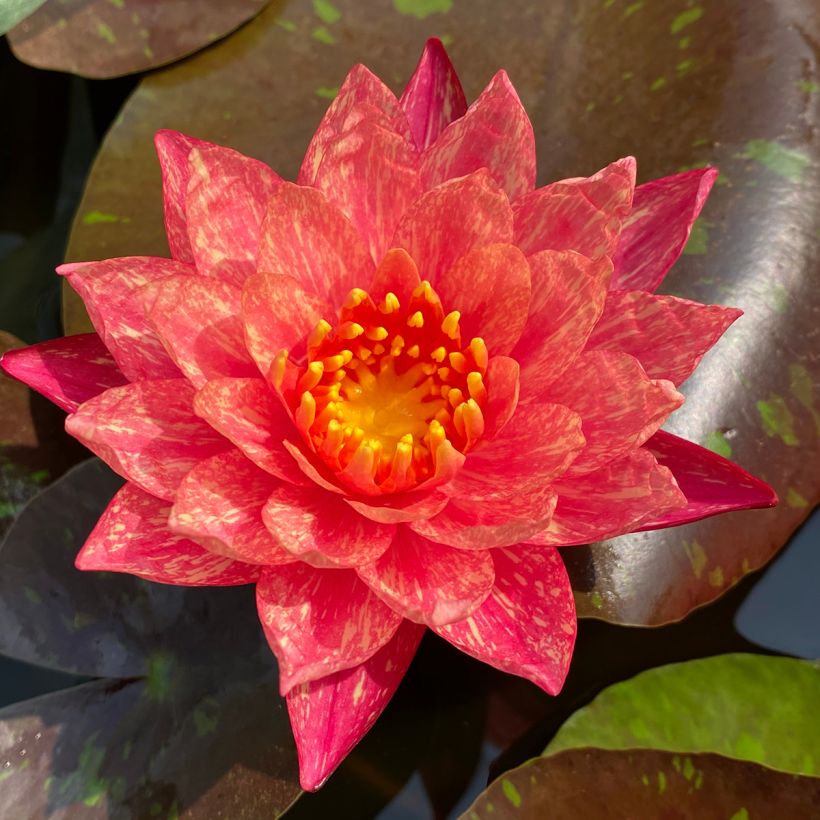 Nymphaea Wanvisa - Water Lily (Flowering)