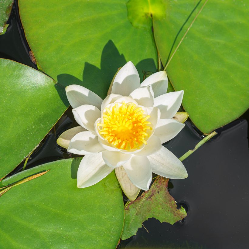 Nymphaea White Sultan - Waterlily (Flowering)