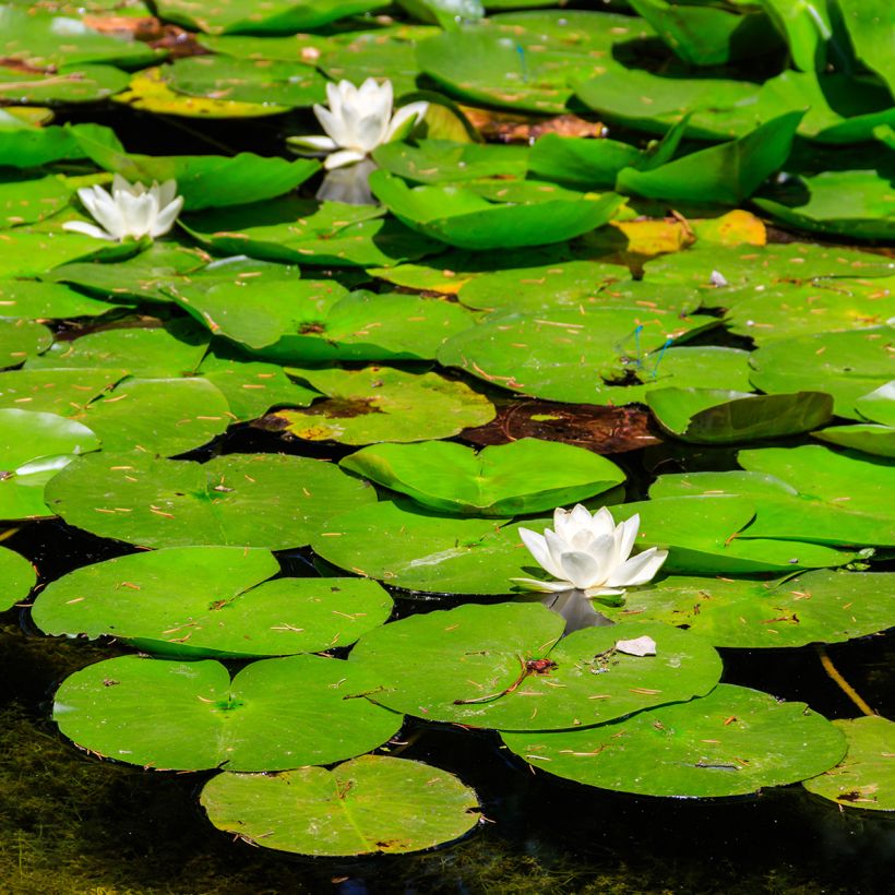 Nymphaea White Sultan - Waterlily (Plant habit)