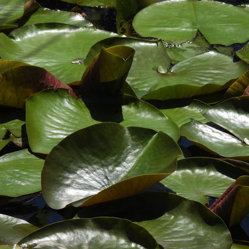 Nymphaea Odorata Sulphurea Grandiflora - Waterlily (Foliage)