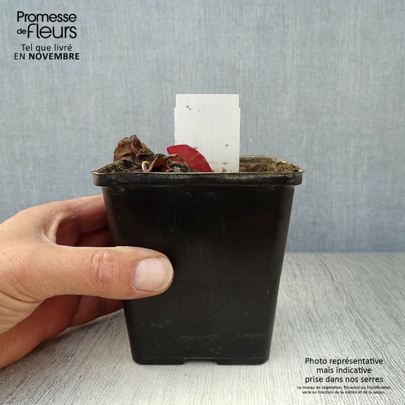 Nymphaea tetragona - Water Lily 1L/1.5L pot sample as delivered in autumn