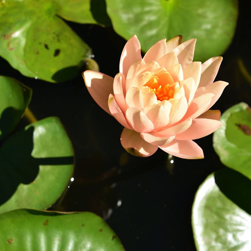 Nymphaea Clyde Ikins - Water Lily (Flowering)