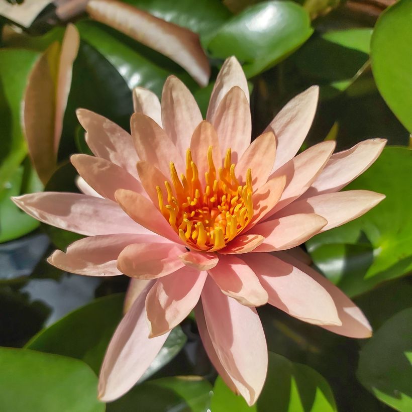 Nymphaea Colorado - Water Lily (Flowering)