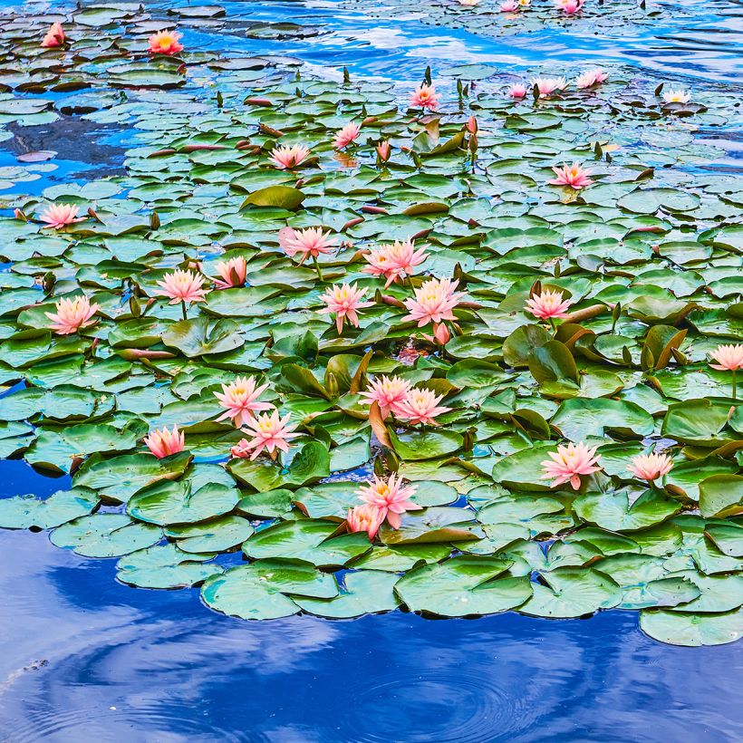 Nymphaea Colorado - Water Lily (Plant habit)