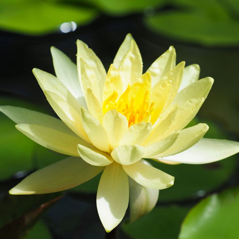Nymphaea Lemon Mist - Water Lily (Flowering)