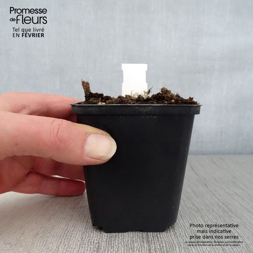 Aster amellus Dr Otto Petschek 8/9 cm pot sample as delivered in winter