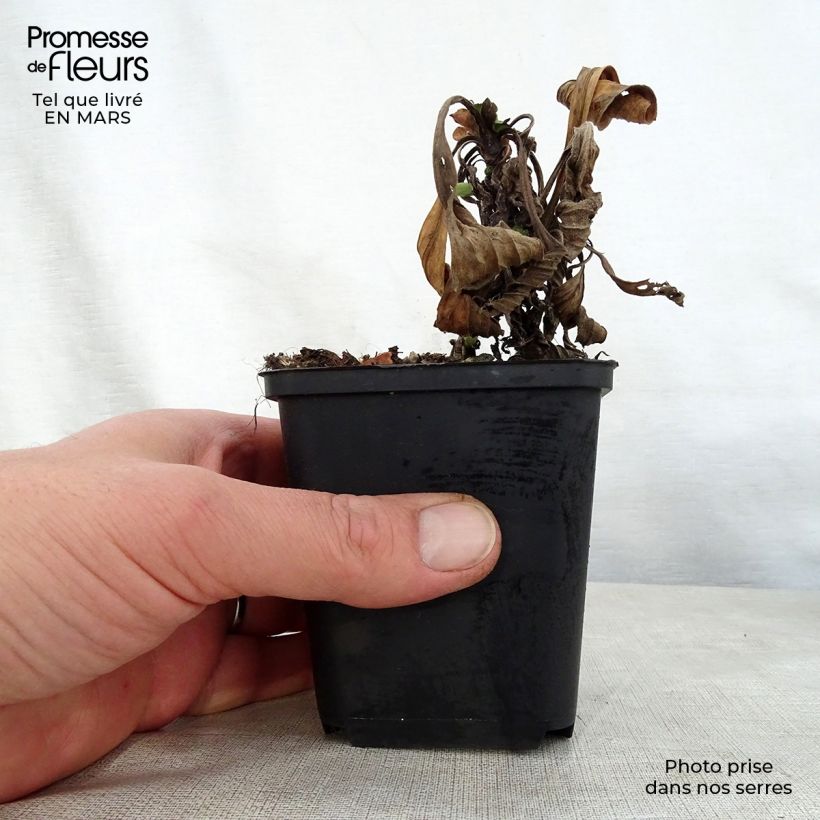 Aster amellus Grunder 8/9 cm pot sample as delivered in spring