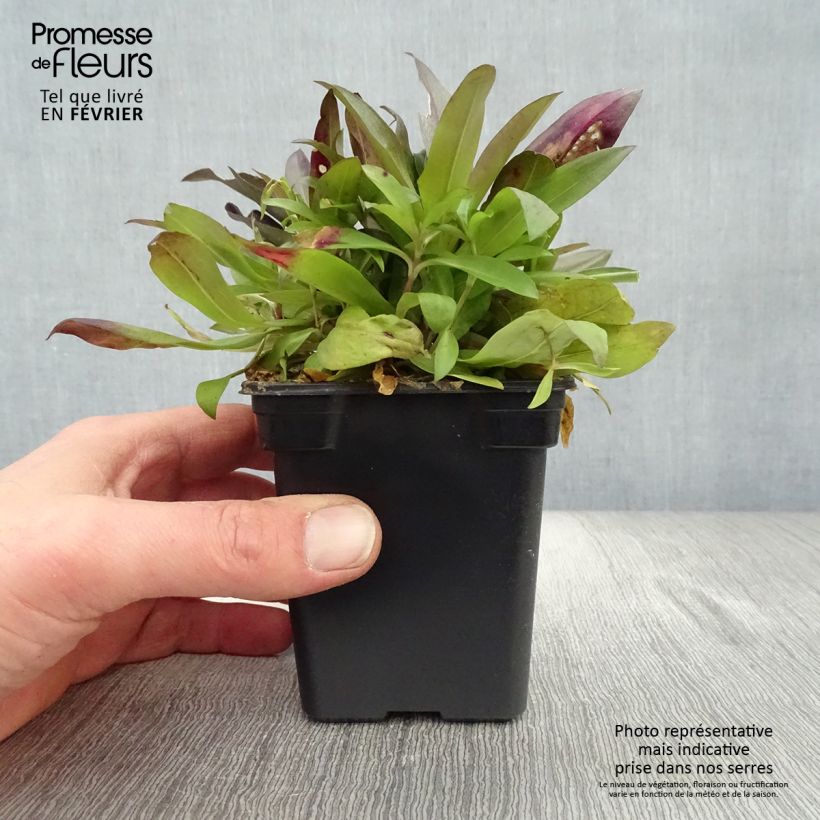 Dianthus barbatus Nigrescens Sooty 7/8 cm pot sample as delivered in winter