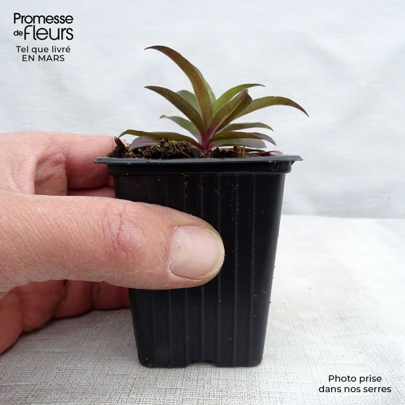 Dianthus barbatus Nigrescens Sooty 7/8 cm pot sample as delivered in spring