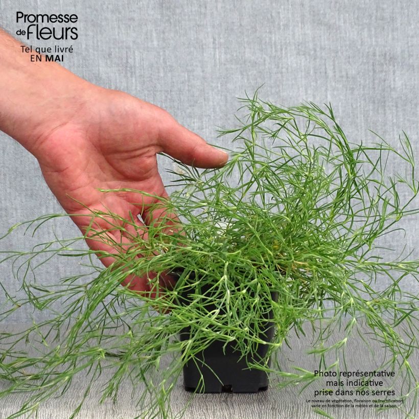 Petrorhagia saxifraga 8/9 cm pot sample as delivered in spring