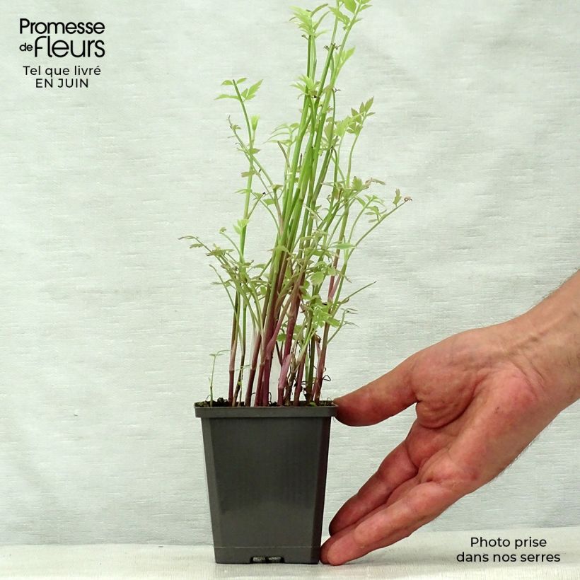 Oenanthe javanica Flamingo 8/9 cm pot sample as delivered in summer