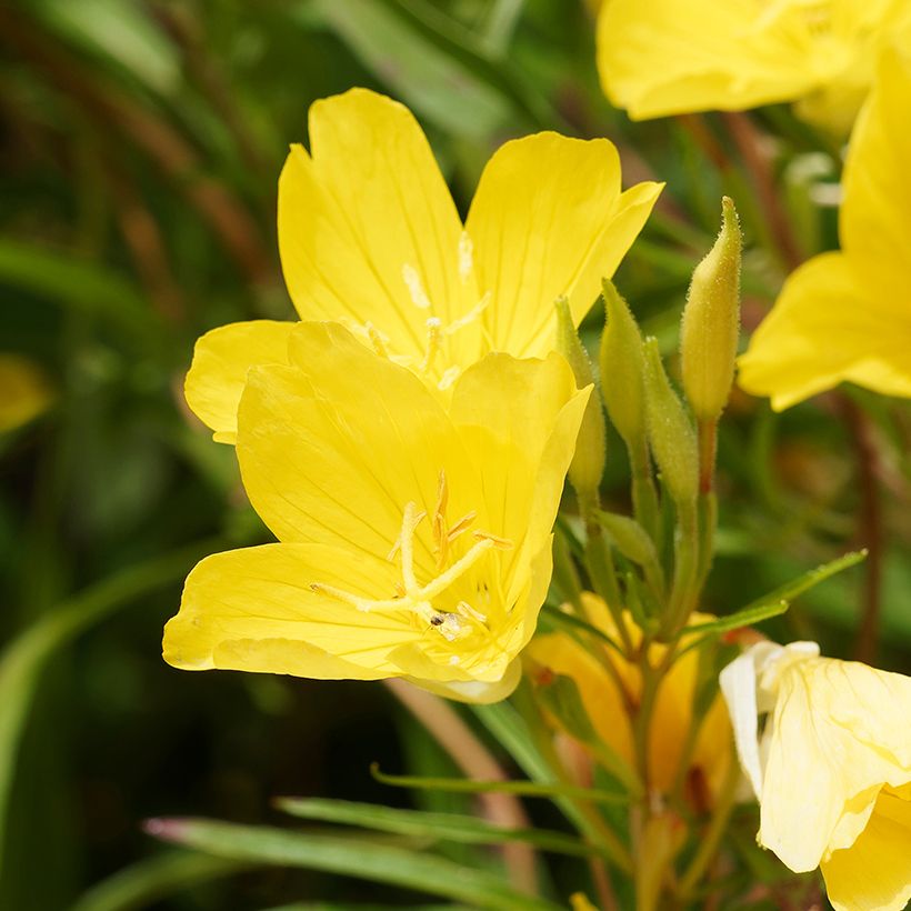 Oenothera fruticosa African Sun - Evening Primrose (Flowering)